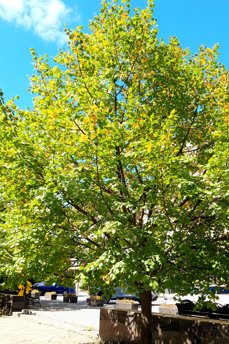 Фотография автора 