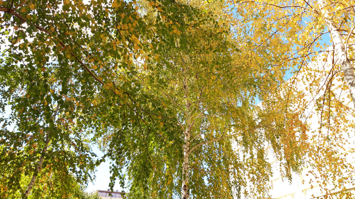 такая березка