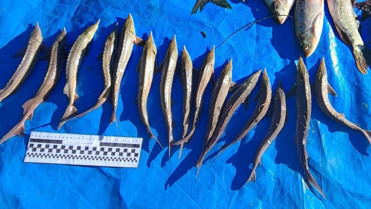    В Ханты-Мансийске поймали браконьера за ловлю стерляди