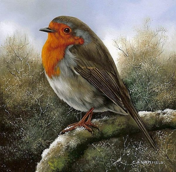 Карл Витфилд. Зарянка 