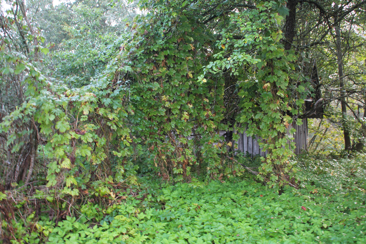 Река Утроя в Псковской области. Фото Автора.