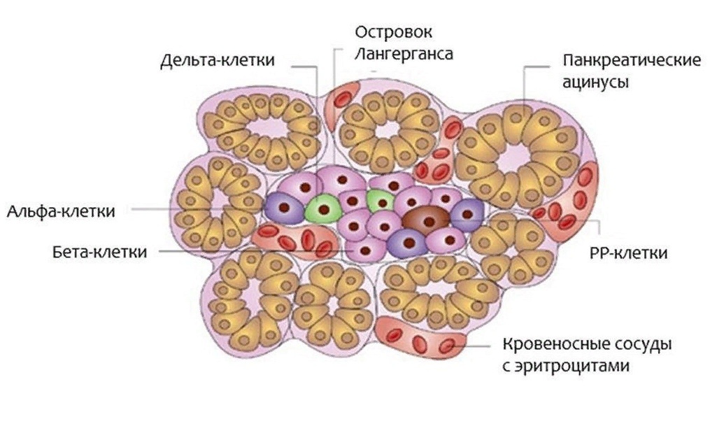 Строение участка поджелудочной железы. Островковые клетки, которые вырабатывают инсулин, - это бета-клетки. В островках Лангерганса их больше, чем остальных типов клеток.