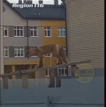    Фото: скриншот