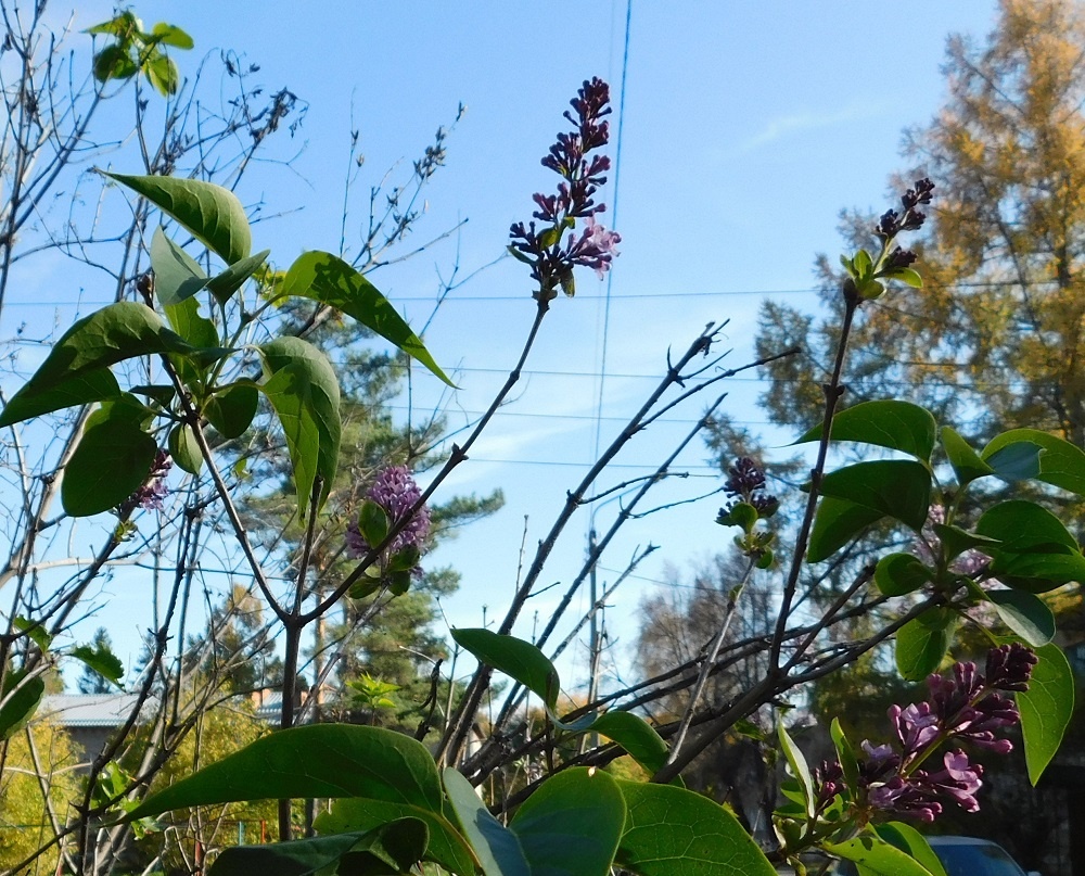    В Линево зацвела сирень. Фото Анны Зубаревой