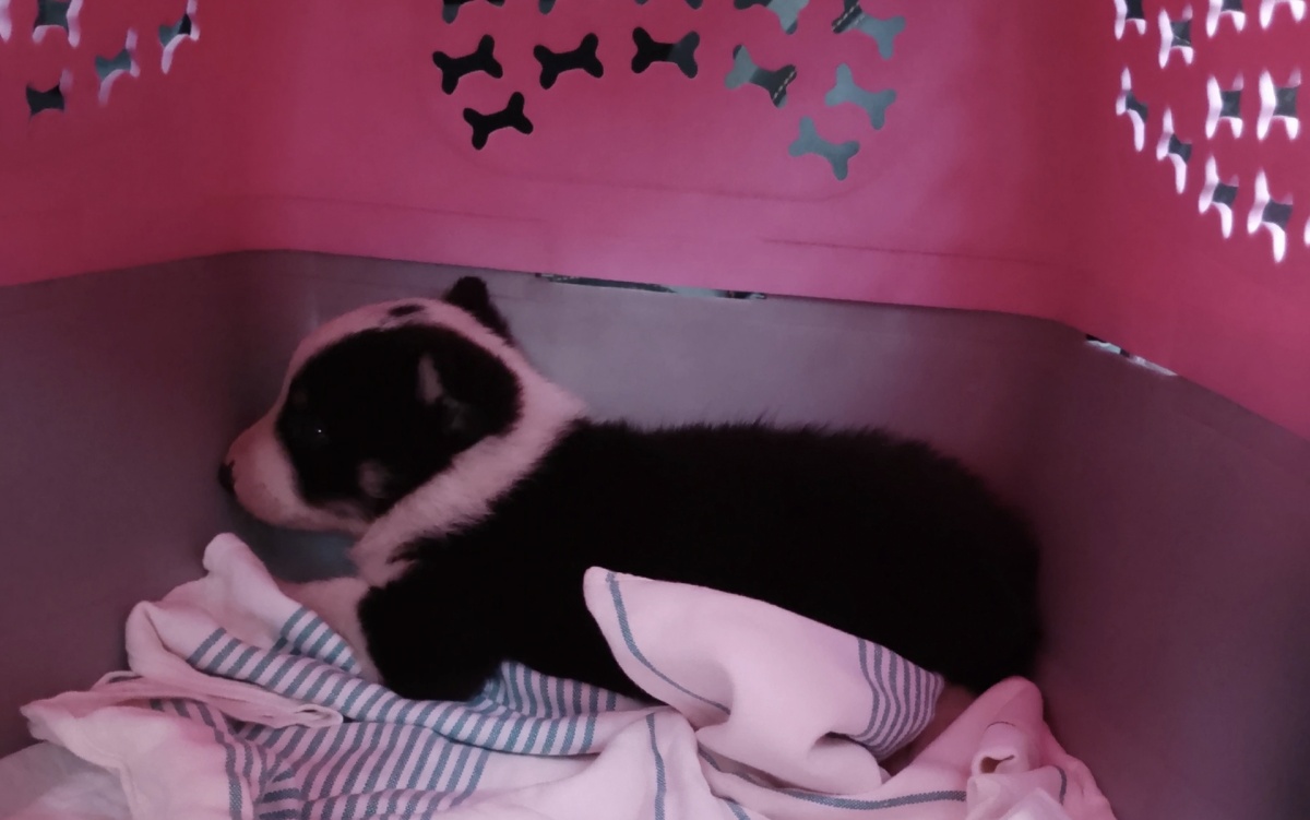 Вот такой мышонок, размером с ладошку . Тихое, скромное, невесомое создание. 