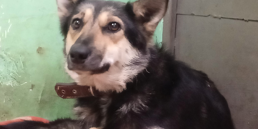 Судьба Альфы взволновала каждого, кто узнал о ней. Она в приюте, но нам придётся вернуть её в деревню