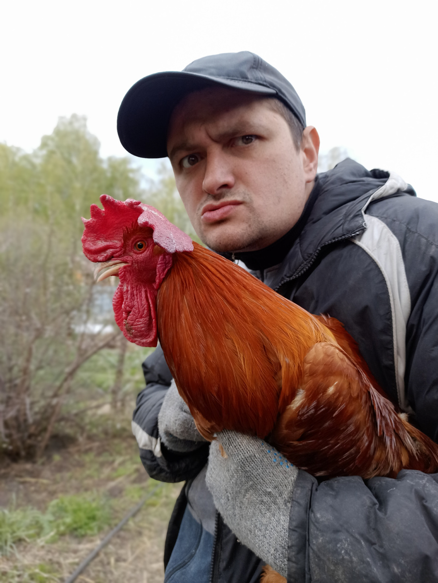 Ну вылитый жулик😂. Вот только петух - наш, родненький. Фото ещё весной сделано, когда молодых петухов продавали. Помните, наверное.