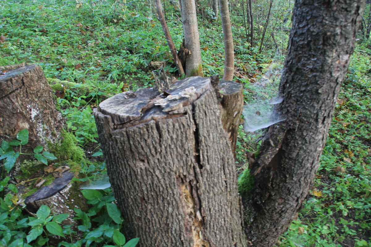 Там чудеса, там Леший бродит, русалка на ветвях сидит. Фото Автора.