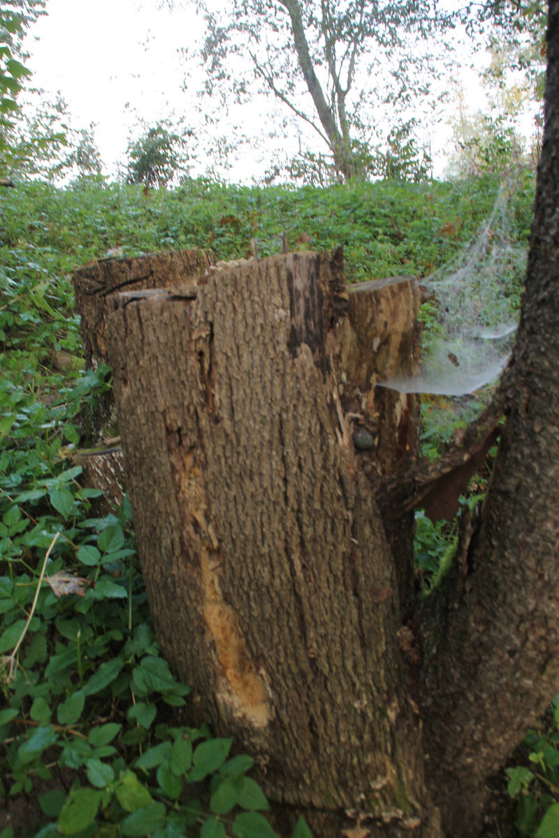 Там чудеса, там Леший бродит, русалка на ветвях сидит. Фото Автора.