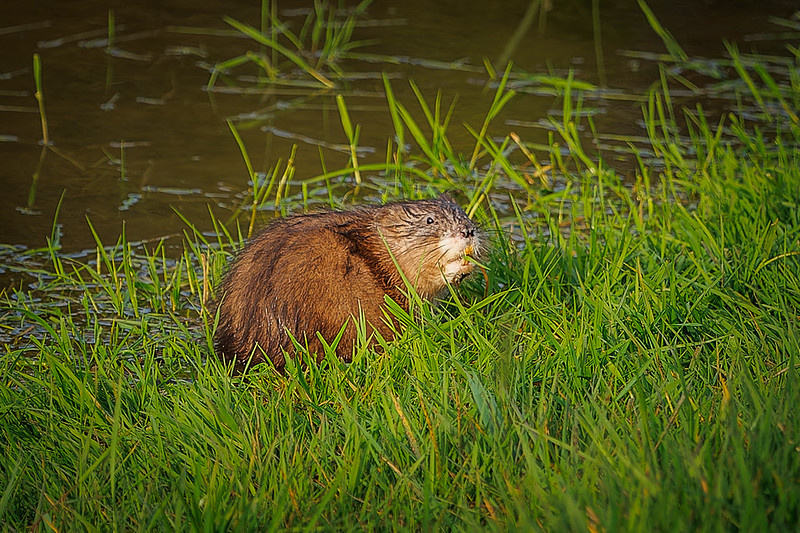 Ондатра. Фото HLI-Photography (flickr.com)
