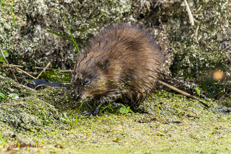 Фото HLI-Photography (flickr.com)