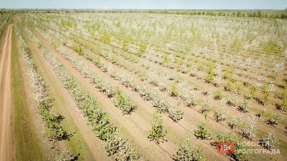     Источник: novostivolgograda.ru