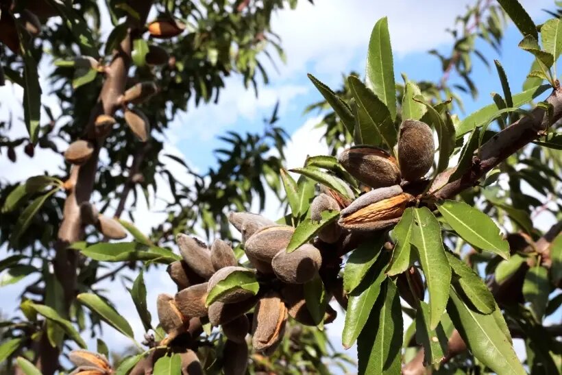  Родиной миндаля считается Ближний Восток и Западная Азия   © РИА Новости. Сергей Аверин