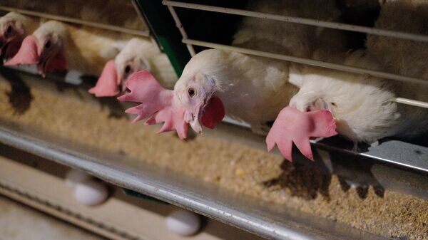    © Sputnik / Николай Хижняк