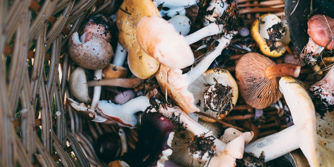 Куда пойти за грибами в Подмосковье? 9 самых урожайных мест