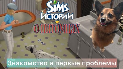 The SIMS Истории Питомцев - ЗНАКОМСТВО