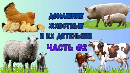 Домашние животные и их детёныши. Часть 2.