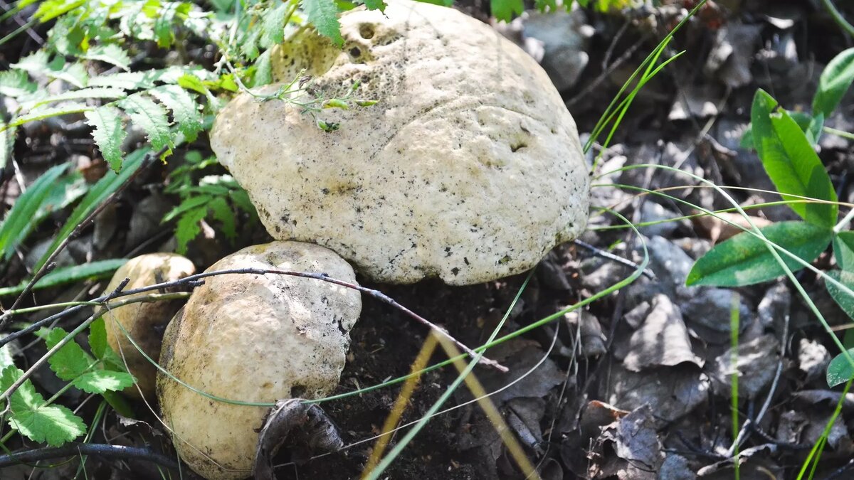     Источник: 1MI