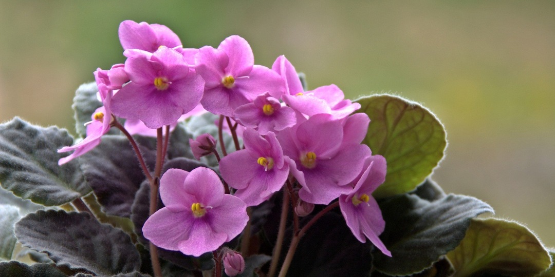 Почему фиалка не цветет? 5 самых частых ошибок при уходе