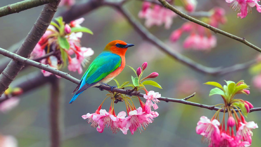 🐦 НЕВЕРОЯТНО КРАСИВАЯ МУЗЫКА И ЛЕЧЕБНОЕ ПЕНИЕ ПТИЦ! 🎵 ПОЧУВСТВУЙТЕ, КАК НАПРЯЖЕНИЕ ТАЕТ, А ТЕЛО НАПОЛНЯЕТСЯ ЭНЕРГИЕЙ! 🎵 ЗВУКИ ПРИРОДЫ