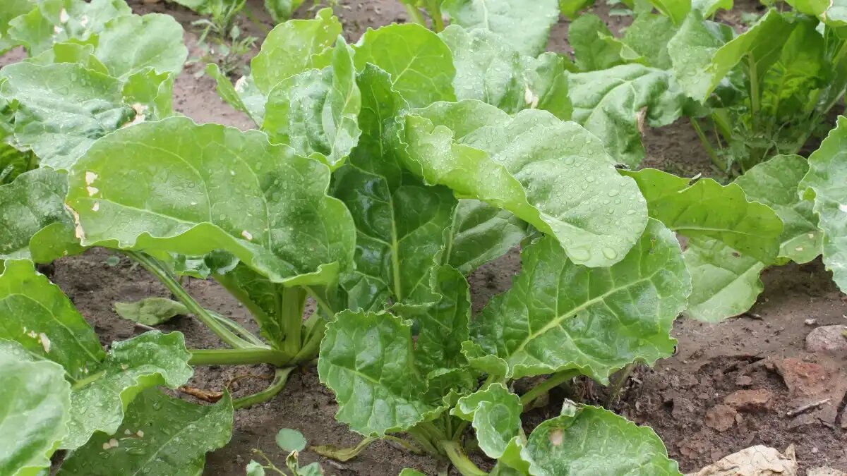  Фото:© Владимир Исаенко / Glavagronom.ru
Сахарная свёкла является боролюбивой культурой