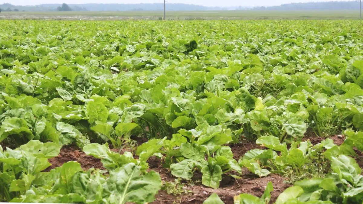 Фото:© Владимир Исаенко / Glavagronom.ru Как пополнить содержание доступного бора в почве