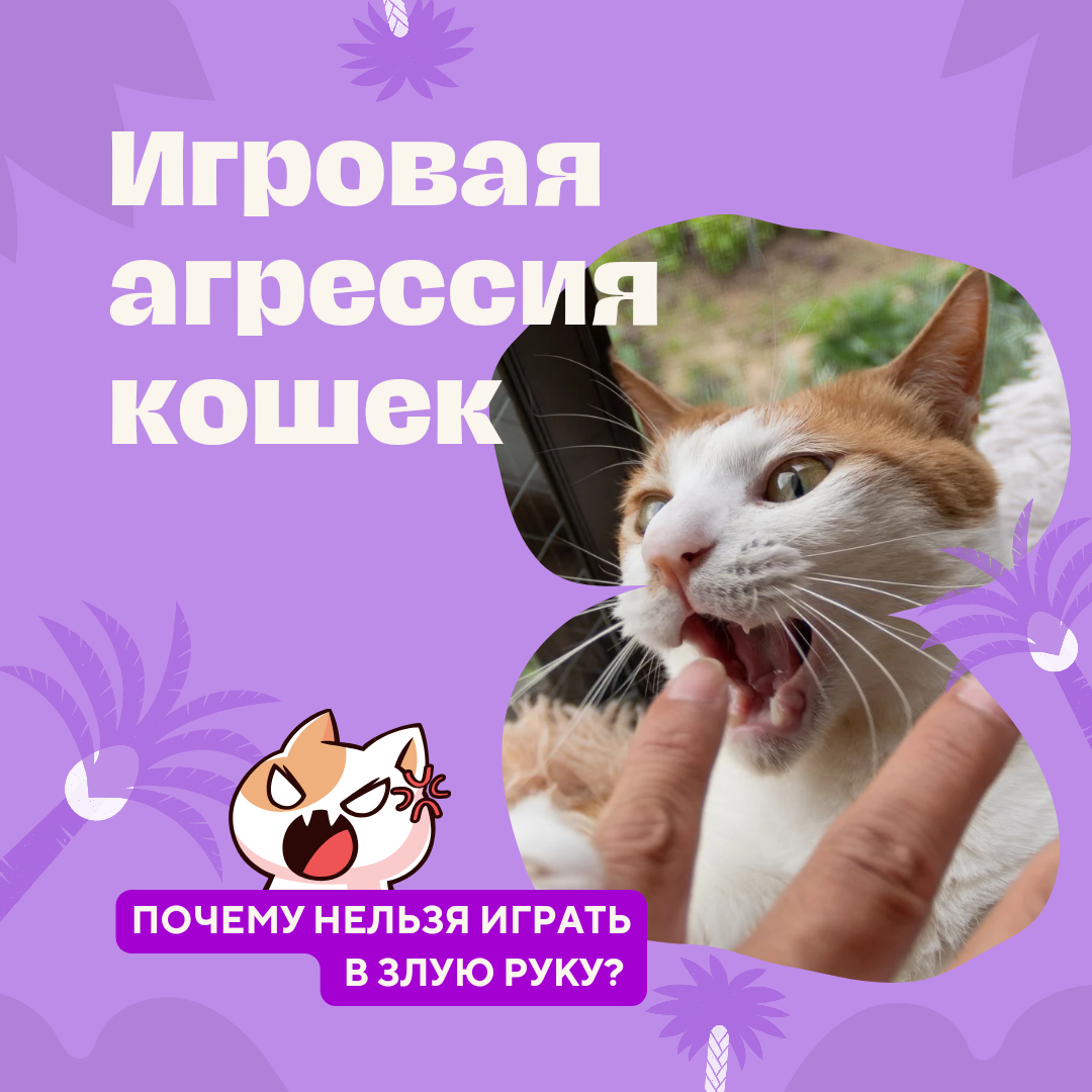 Собака пристает к коту