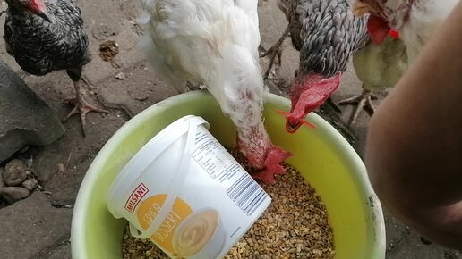 Кормление курочек. Сбор яиц. Новые имена 🐔🐔