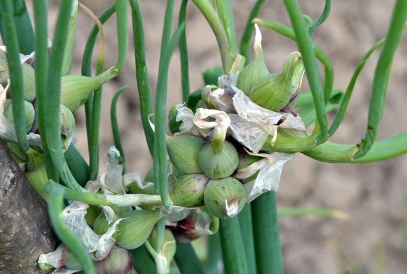 У нас этот лук не очень популярный, хотя очень вкусный. Многоярусный лук - выращивание
