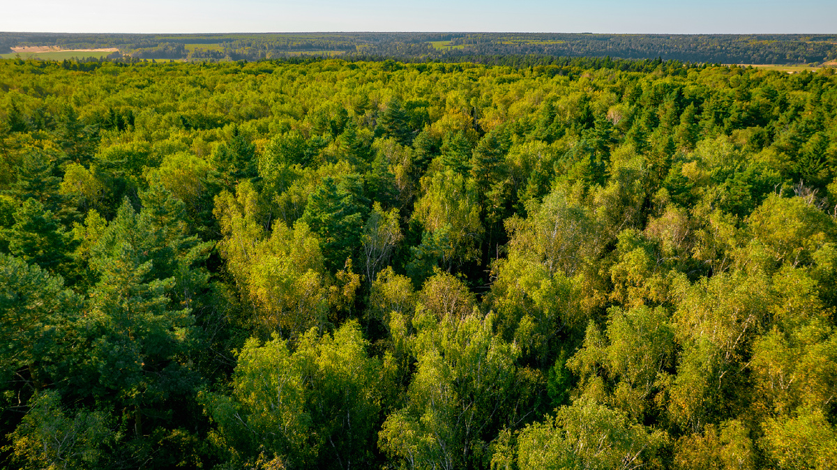 КП River Wood