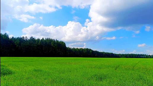 УСПОКАИВАЮЩЕЕ ПЕНИЕ ПТИЦ ДЛЯ ОТДЫХА И СНА. ЗВУКИ ПРИРОДЫ ДЛЯ СНА. ЗВУКИ ПРИРОДЫ ДЛЯ РАССЛАБЛЯБЛЕНИЯ