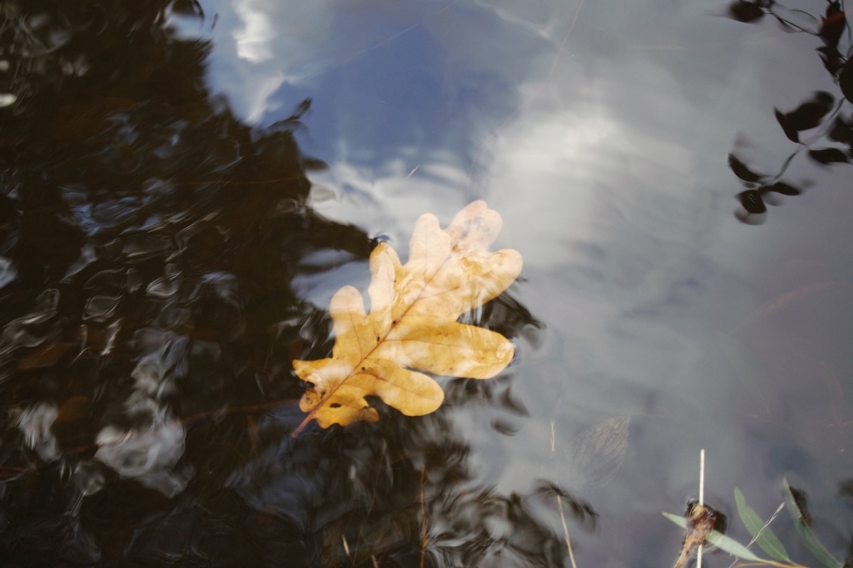 на Елагином острове