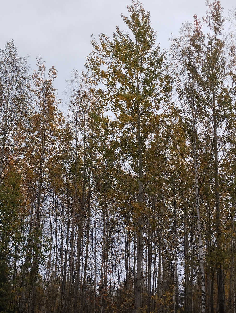 Вот и золотая осень наступила 