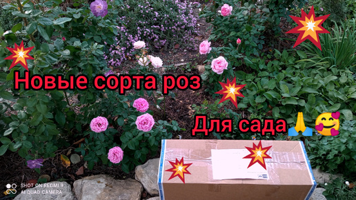 💥розы🌹 из питомника 