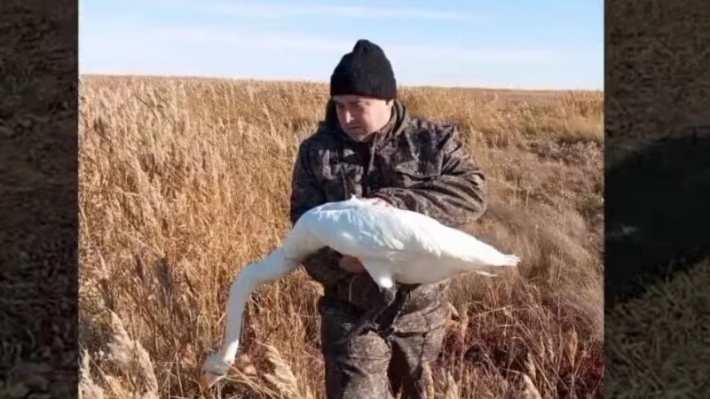     Депутат спас раненного лебедя под Новосибирском ВКонтакте