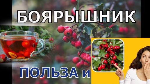 цветки боярышника польза и вредбоярышник, польза боярышника, здоровья,польза боярышника для сердца,