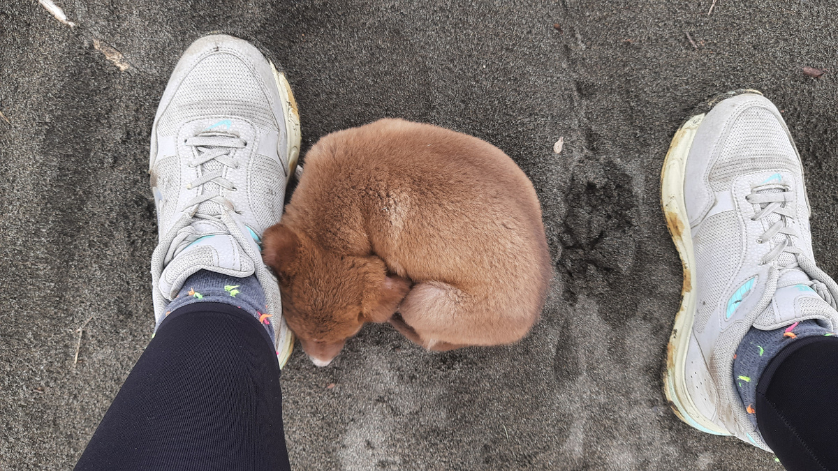 Щенок. Грузия