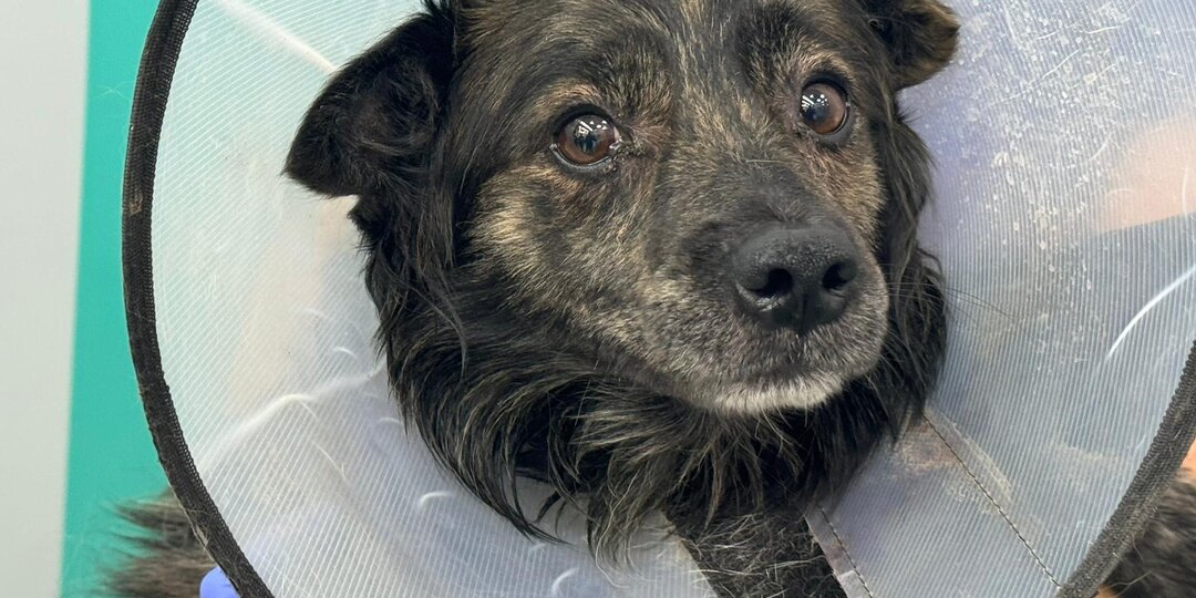 Герочка из приграничья пришелся ни ко двору первой семье, но счастье нашло его