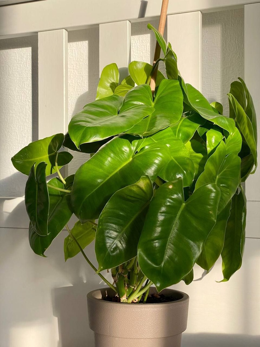 Филодендрон Бурле Маркс