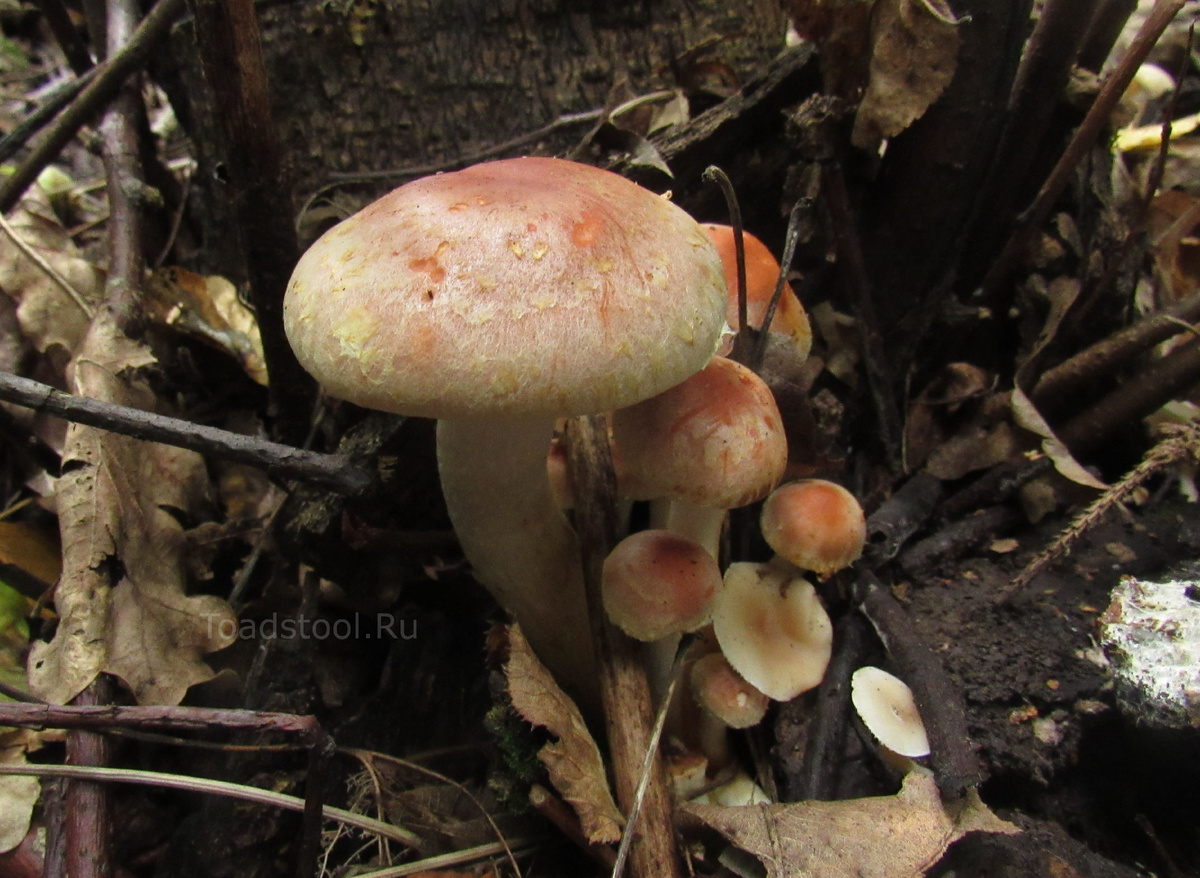 Выглядит вкусно (фото И.Лебединского)