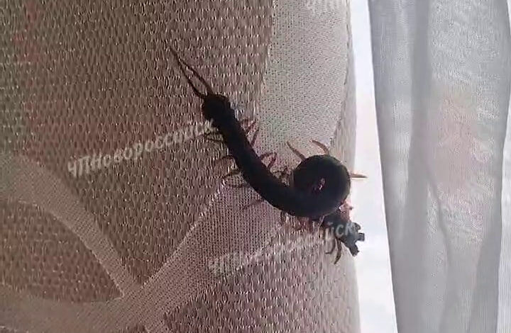    Фото t.me/chpnvrsk_official