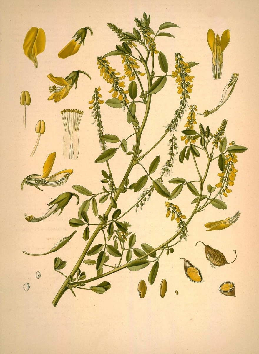 Донник лекарственный