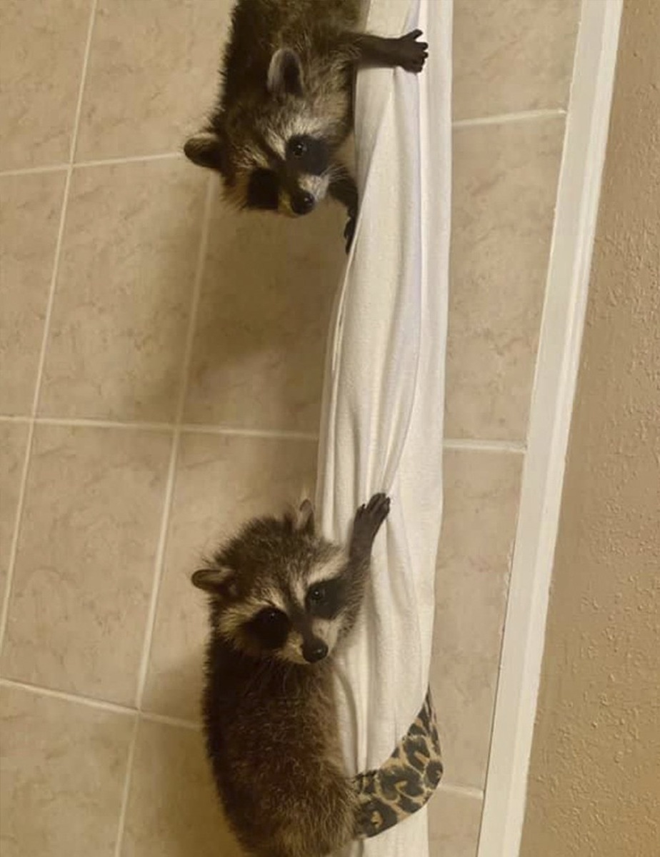    «А стучаться не учили?»