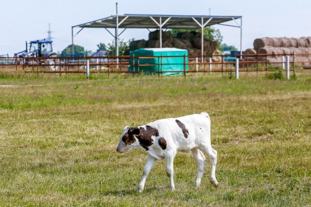   Фото из архива Калтининград.Ru