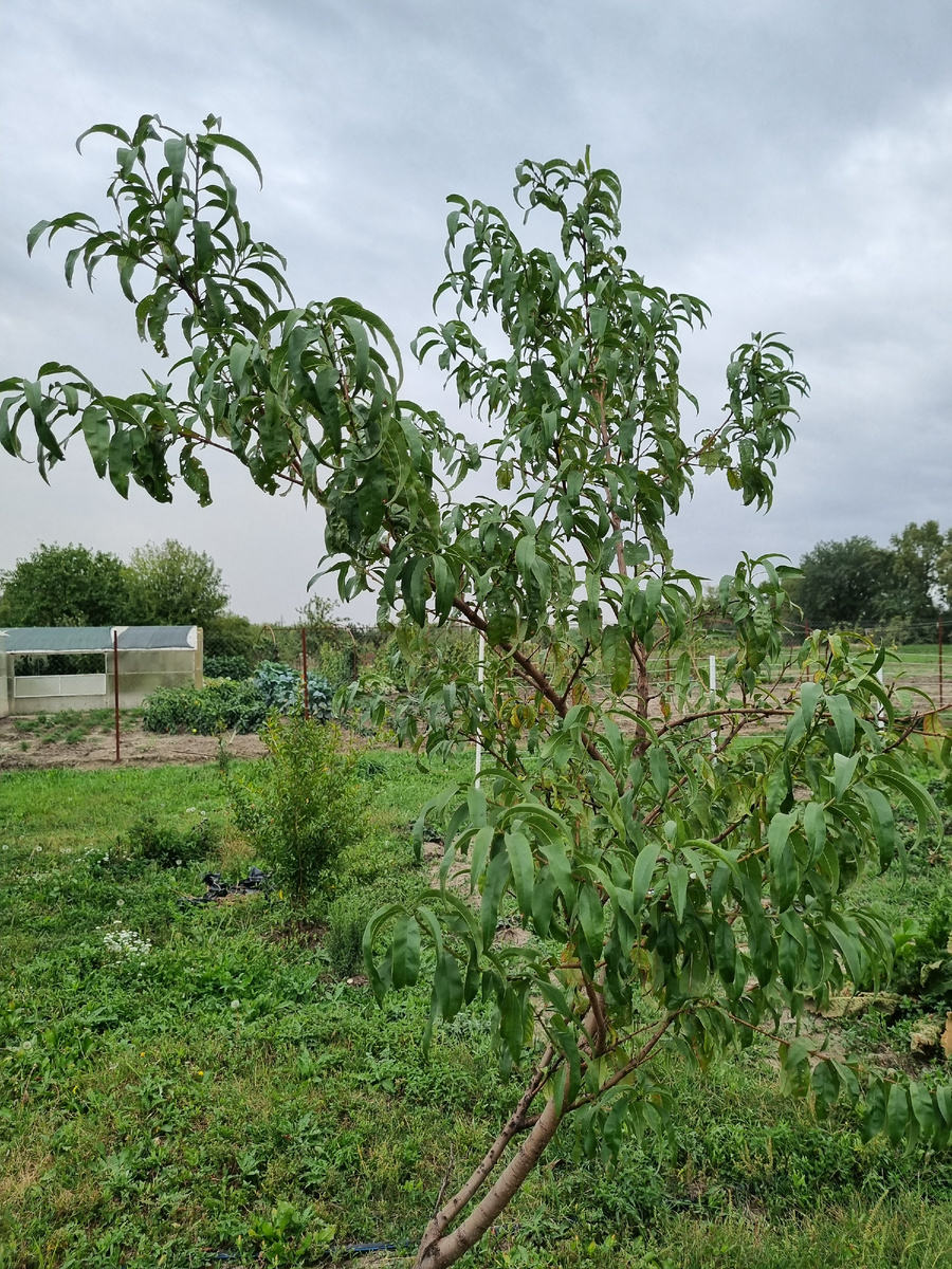 Персик. Надо обрезать