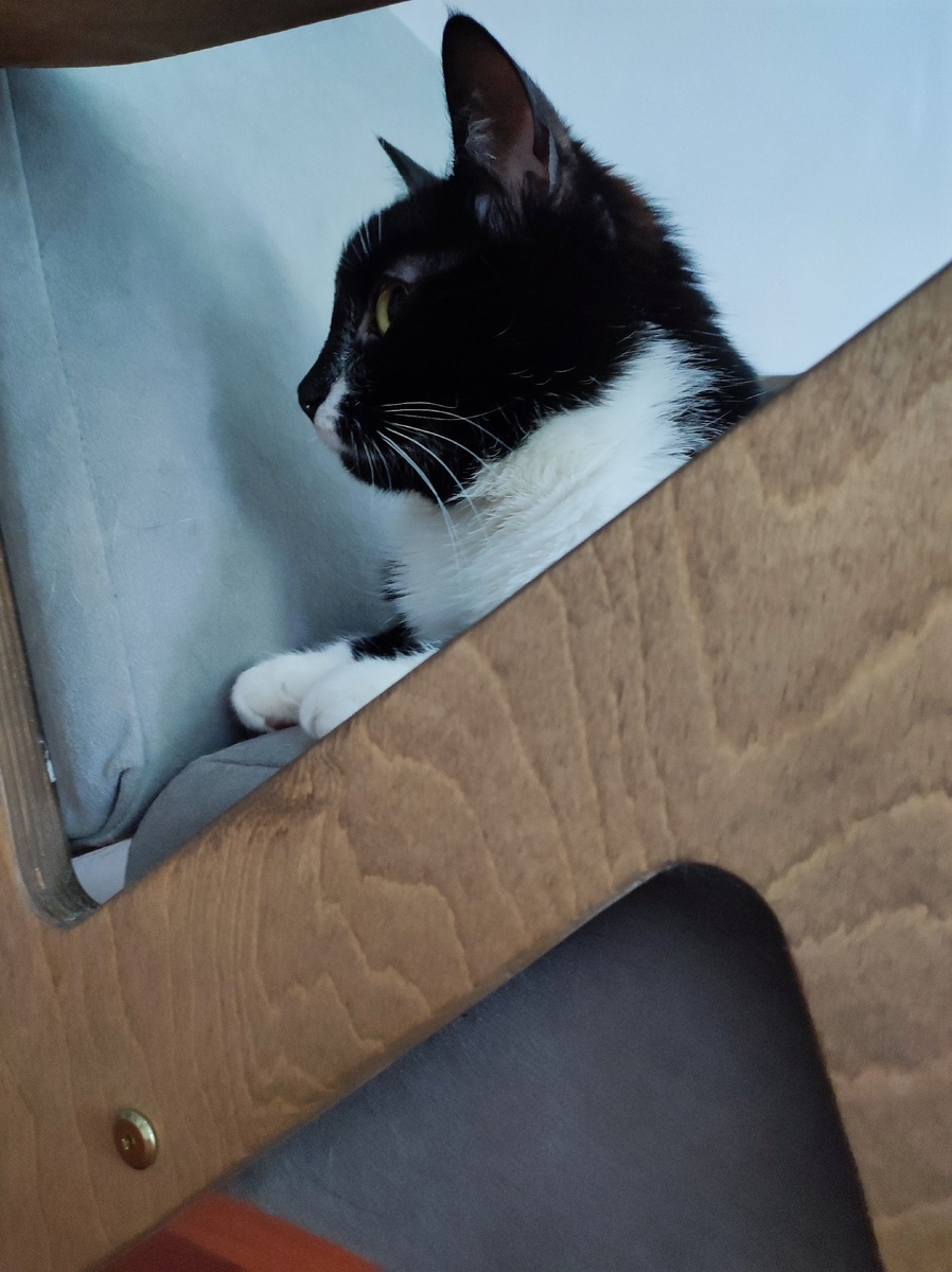 Фото автора. Кошка