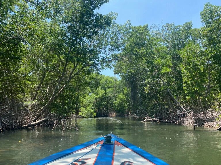 На корнях вечнозелёных мангров обитают устрицы. Их подают в кафе, ресторанах и отелях. Фото: Марина / Яндекс Карты