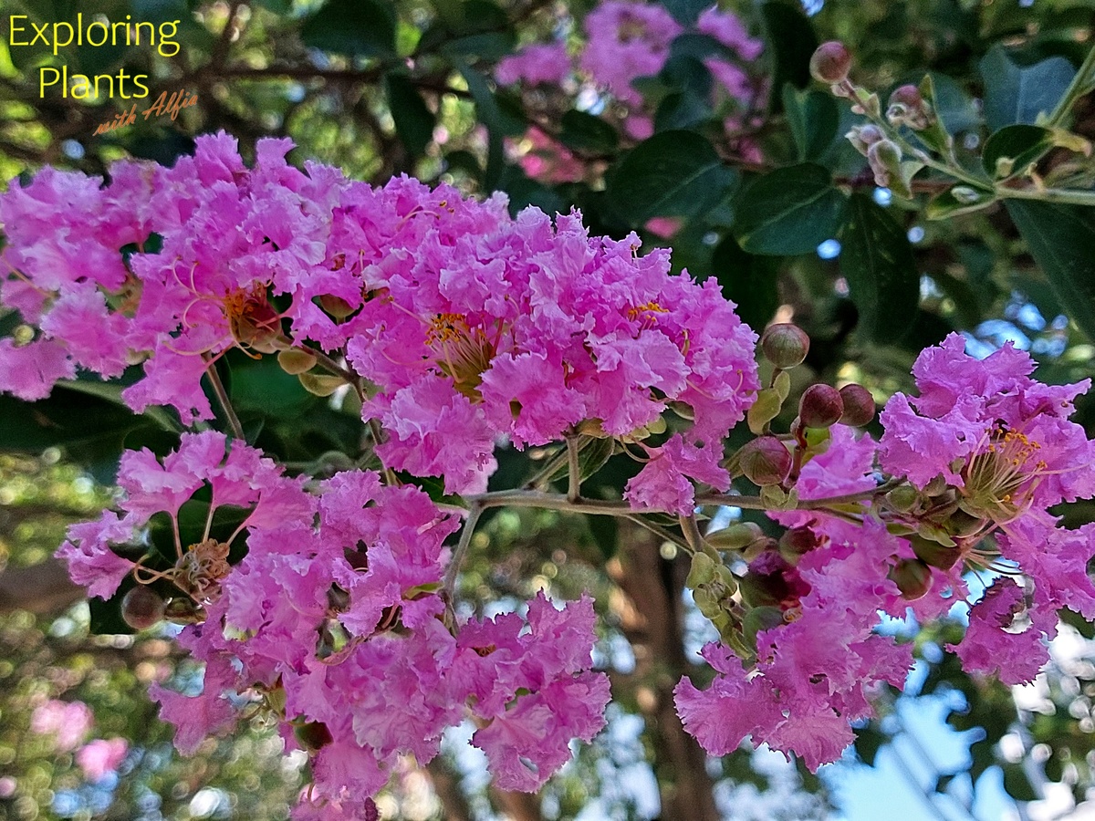 Соцветие лагерстрёмии индийской (Lagerstroemia indica L.). Фотография сделана в Батуми, август 2024