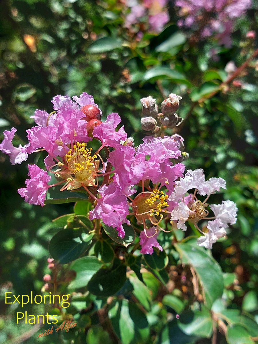 Вблизи можно рассмотреть в цветке шесть крупных лепестков с волнистым краем, именно они создают впечатление воздушного облака