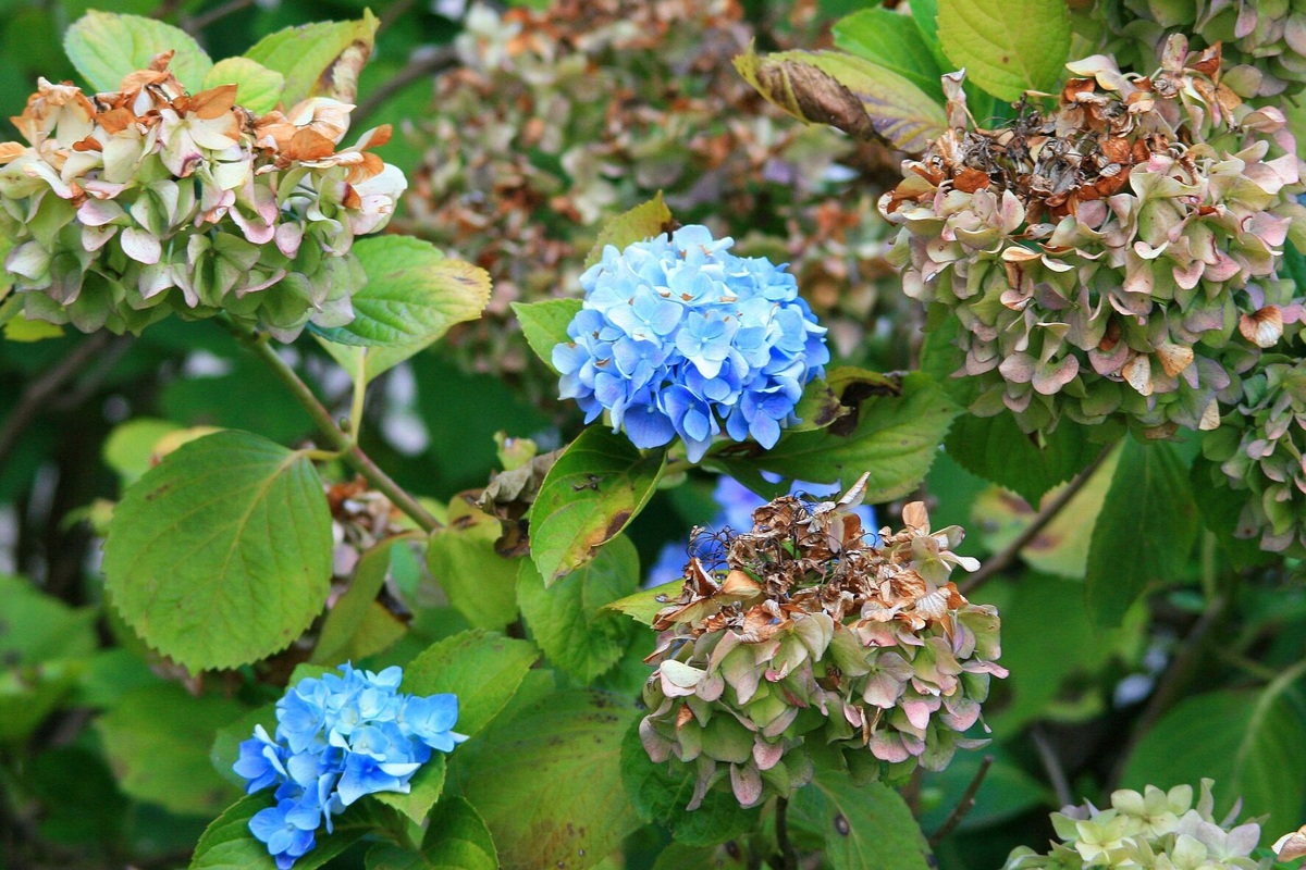     Как спасти засохшую гортензию: сделайте это, и она вновь обретет свой прекрасный вид